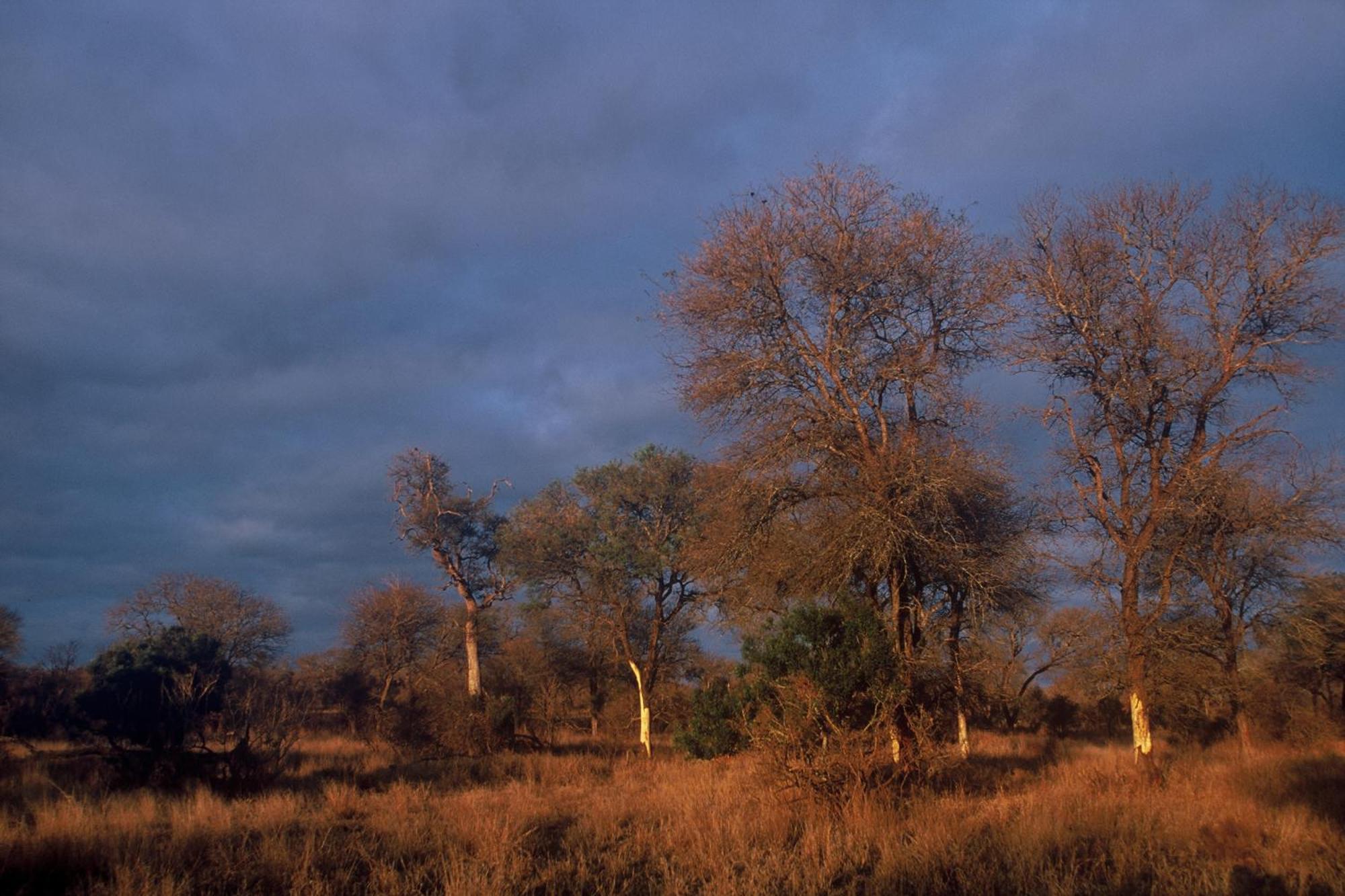 Rhino Post Safari Lodge Скукуза Экстерьер фото